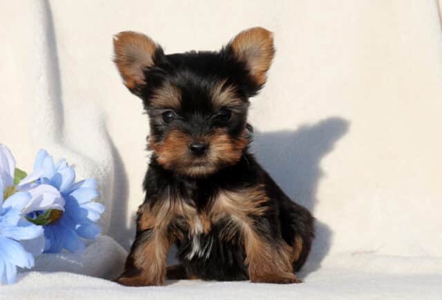 Tiny black and tan Yorkshire Terrier puppy sitting upright on a soft white blanket beside a light blue flower, showcasing perky ears, a silky coat, and bright dark eyes in a clean studio-style photo. image