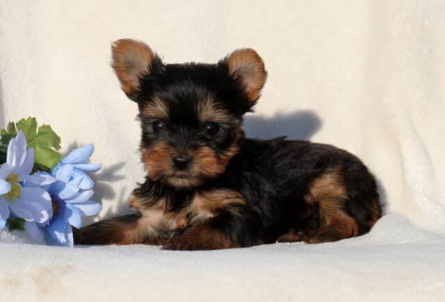 Black and tan Yorkshire Terrier puppy lying on a soft white blanket next to a light blue flower, featuring upright ears, a fluffy coat, and a sweet, relaxed expression in a bright, clean setting. image