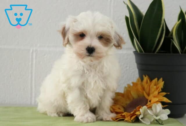 Cream and white Maltipoo puppy sitting on a light green blanket next to a sunflower and potted plant, with a soft fluffy coat and gentle expression. image