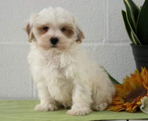 Stan Maltipoo3