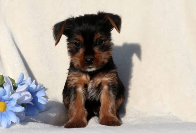 Black and tan Yorkshire Terrier puppy sitting upright on a soft white blanket beside a light blue flower, showcasing a fluffy coat, perky ears, and bright, alert eyes. image