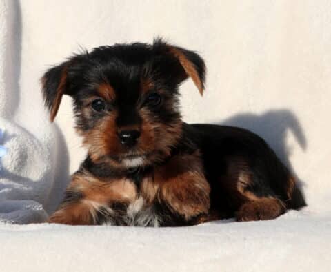 Stanley Yorkie2