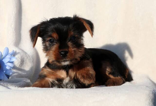 Black and tan Yorkshire Terrier puppy lying on a plush white blanket next to a light blue flower, featuring a silky coat, soft facial markings, and a calm, cuddly expression. image