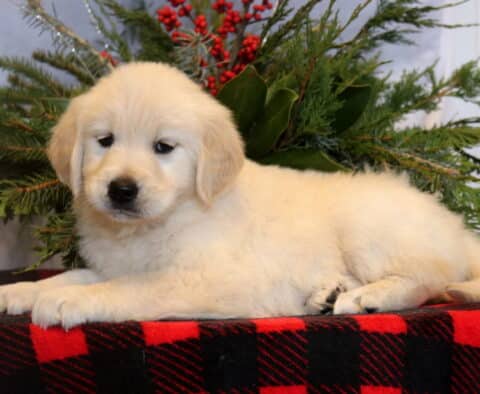 Star Golden Retriever