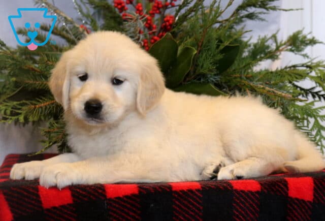 Cream-colored Golden Retriever puppy lying on its side atop a red and black buffalo plaid blanket, with soft evergreen greenery and red berries creating a festive holiday backdrop. image