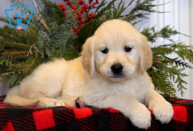 Fluffy light-golden Golden Retriever puppy resting on a red and black plaid blanket, facing forward with dark eyes, framed by evergreen branches and red berry accents in a cozy holiday setting. image
