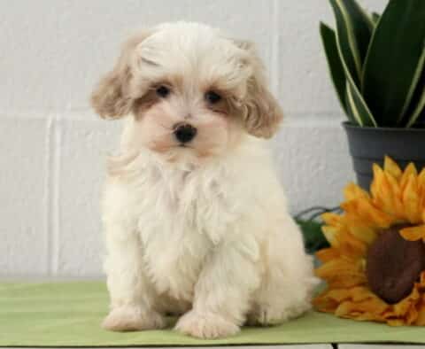 Star Maltipoo2