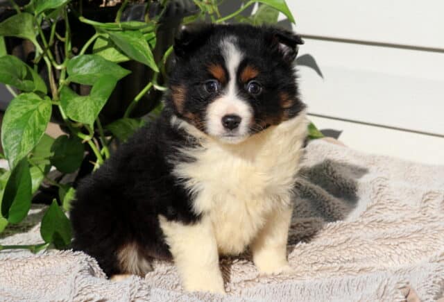 Starlight Mini Australian image