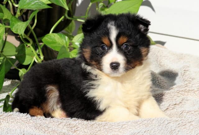 Starlight Mini Australian2 image