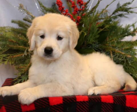 Stella Golden Retriever2