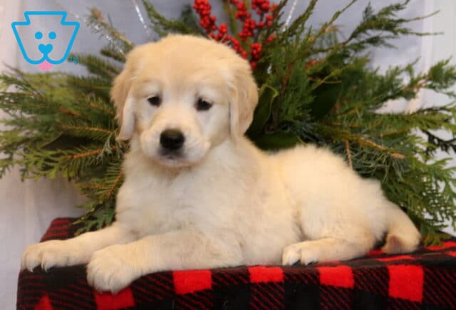Cream-colored Golden Retriever puppy lying on a red and black buffalo plaid blanket, gazing slightly to the side, with soft evergreen greenery and red berries behind in a festive holiday photo setup. image