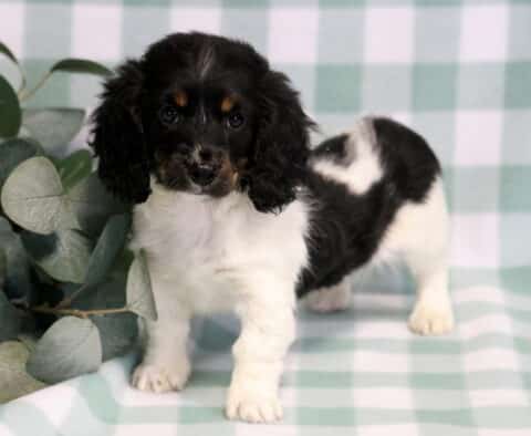 Black and white Mini Dachshund puppy with floppy ears standing on a soft green checkered backdrop, alert and curious, family-raised and well socialized.
