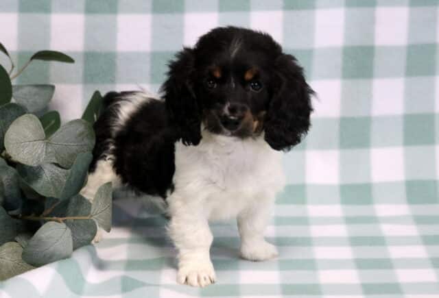 Black, white, and tan Mini Dachshund puppy with long floppy ears standing on a soft green checkered backdrop, alert and curious, family-raised and well socialized. image
