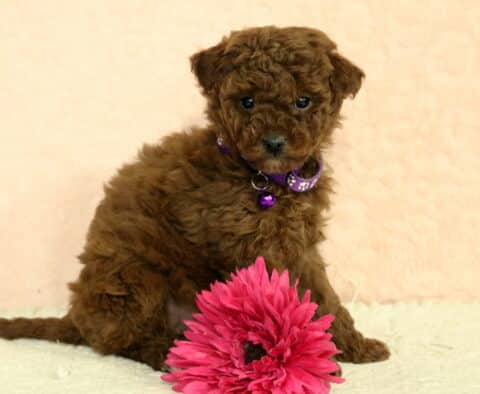 Toy Poodle puppy with a fluffy red curly coat, wearing a purple collar and sitting beside a bright pink flower on a cream studio backdrop