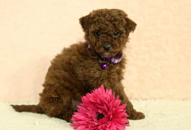 Toy Poodle puppy with a fluffy red curly coat, wearing a purple collar and sitting beside a bright pink flower on a cream studio backdrop image
