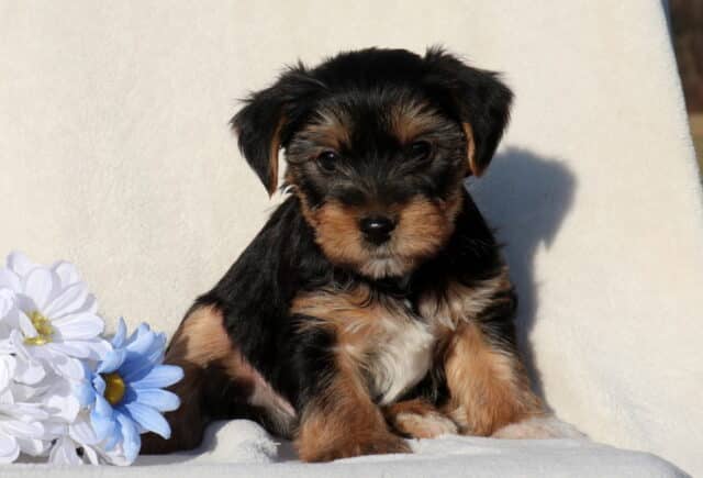 Black and tan Yorkie puppy sitting on a white blanket beside soft blue and white flowers, showcasing a fluffy coat, small size, and sweet expression. image
