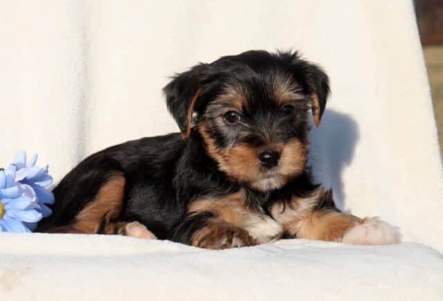Black and tan Yorkshire Terrier puppy lying on a soft white blanket next to a light blue flower, featuring a silky coat, tiny paws, and gentle, curious eyes. image