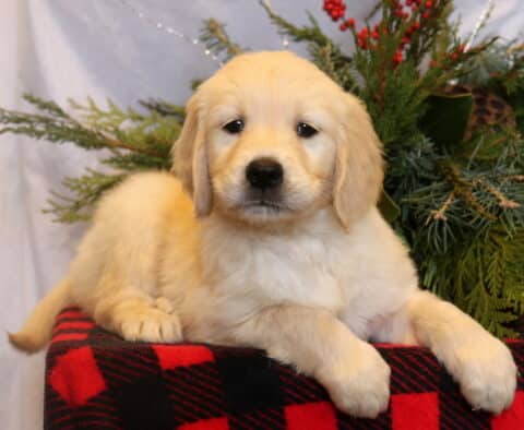 Sting Golden Retriever