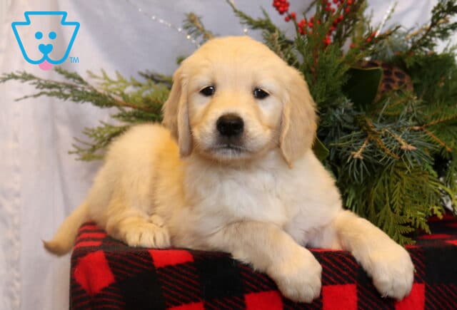 Cream-colored Golden Retriever puppy lying on a red and black plaid blanket with its front paws draped forward, posed in front of evergreen branches and festive holiday greenery. image