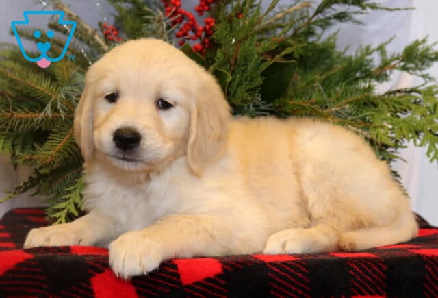 Light golden Golden Retriever puppy resting on a red and black plaid blanket, photographed in front of evergreen branches with red berries in a cozy holiday-themed setup. image