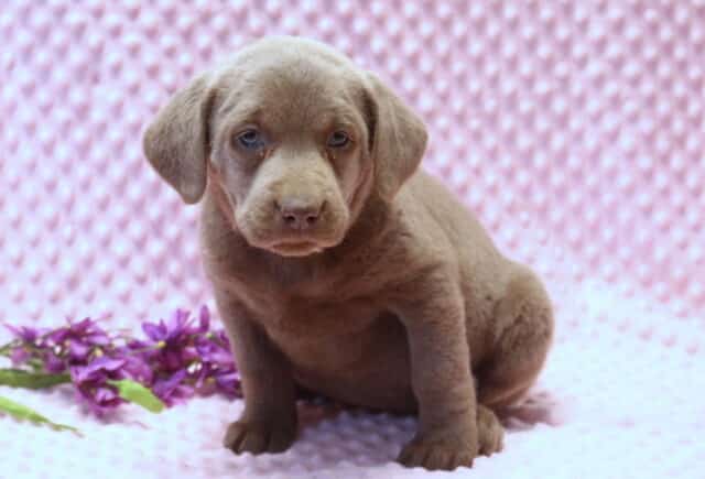 Silver Labrador Retriever puppy sitting on a pink textured blanket with soft gray-brown fur, floppy ears, and gentle blue-gray eyes, photographed beside a small bundle of purple flowers in a studio setting. image