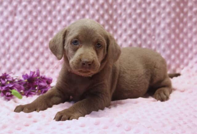 Silver Labrador Retriever puppy lying on a pink textured blanket with soft gray-brown coat, floppy ears, and calm blue-gray eyes, posed next to a small cluster of purple flowers in a studio photo. image