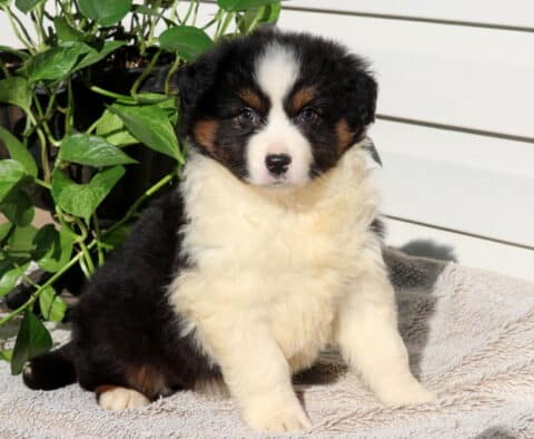 Sunshine Mini Australian