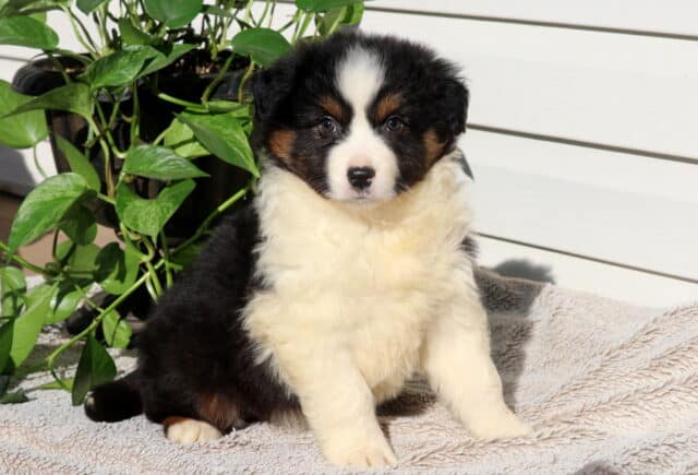 Sunshine Mini Australian image