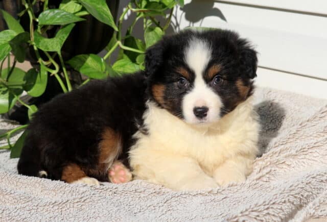 Sunshine Mini Australian2 image