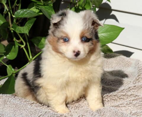 Sweetie Mini Australian