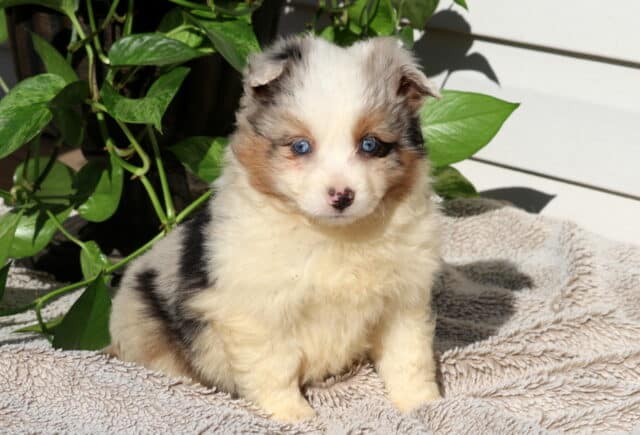 Sweetie Mini Australian image