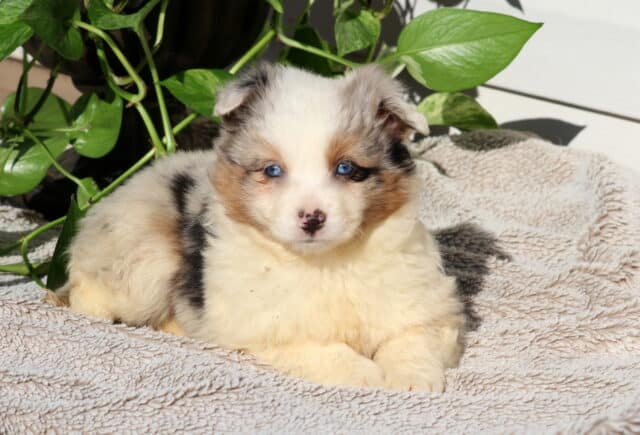 Sweetie Mini Australian2 image