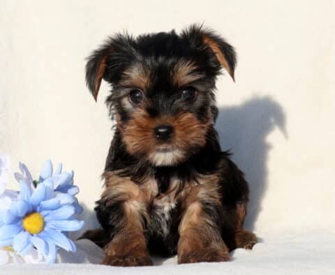 Sweetie Yorkie