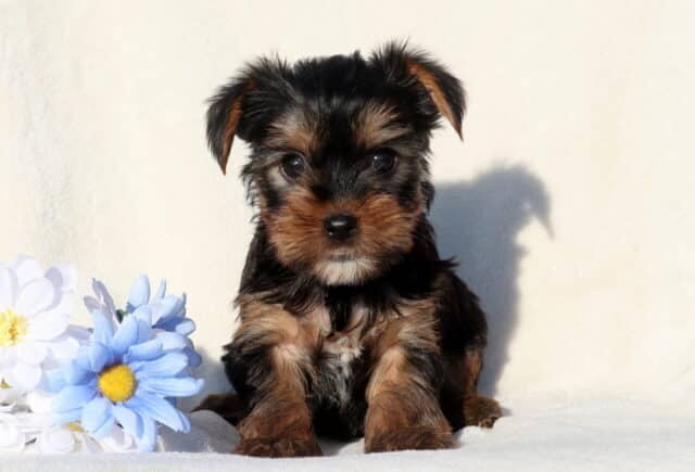 Black and tan Yorkshire Terrier puppy sitting upright on a soft white blanket beside blue and white flowers, showing a fluffy puppy coat, short muzzle, and bright, alert eyes. image