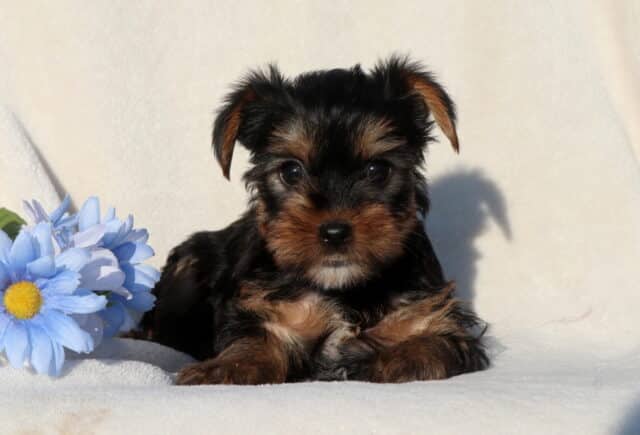 Tiny black and tan Yorkshire Terrier puppy lying down on a plush white blanket next to a light blue flower, featuring a soft fluffy coat, round dark eyes, and a sweet, calm expression. image