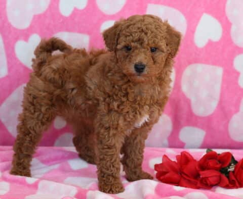 Sweety Mini Poodle