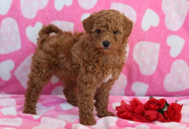 Sweety Mini Poodle image