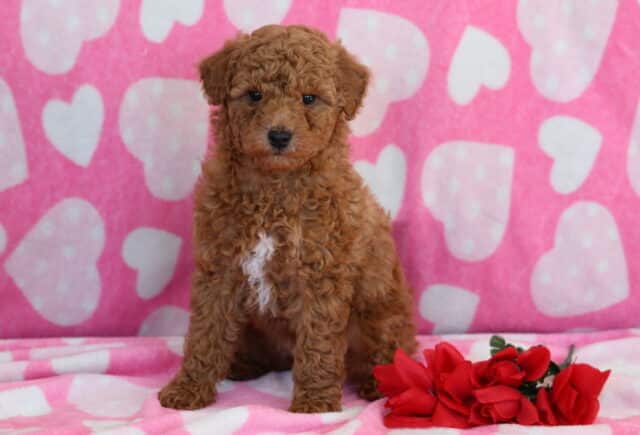 Sweety Mini Poodle2 image