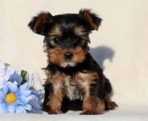 Swero Yorkie