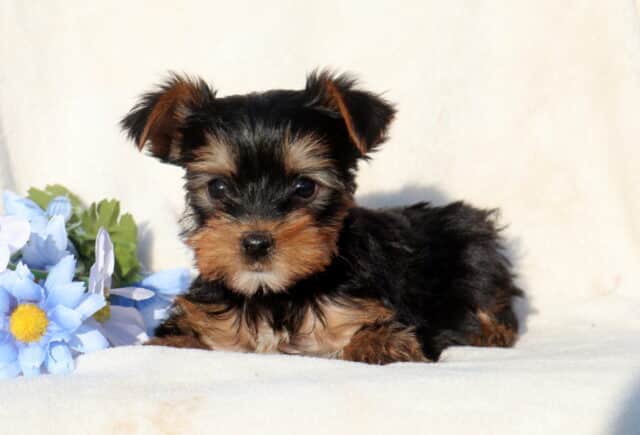 Black and tan Yorkshire Terrier puppy lying on a soft white blanket next to light blue flowers, featuring a fluffy coat, dark expressive eyes, and a calm, relaxed pose. image