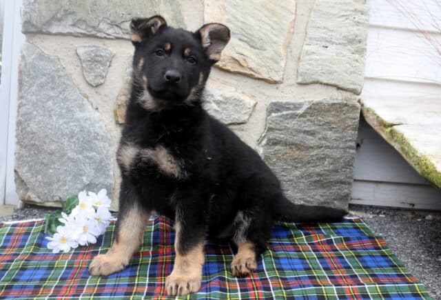 Black and tan German Shepherd puppy sitting on a plaid blanket outdoors, showing soft floppy ears and classic shepherd markings. image