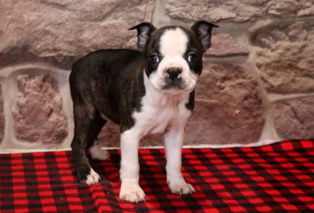 Black and white Boston Terrier puppy standing alert on a red and black buffalo plaid blanket, featuring a wide white blaze, white chest, and white front legs, posed in front of a rustic stone wall backdrop. image