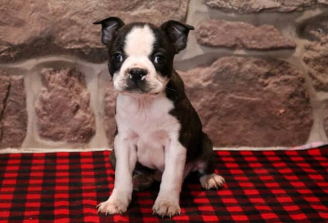 Black and white Boston Terrier puppy sitting upright on a red and black buffalo plaid blanket, featuring a bold white facial blaze, white chest, and expressive dark eyes, photographed against a textured stone wall background. image