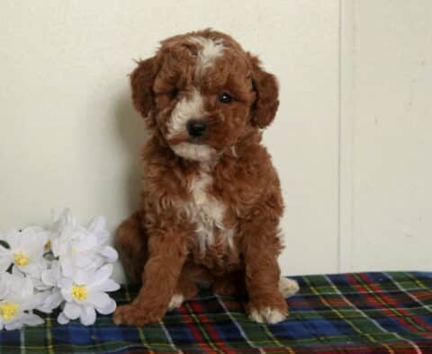 Taffy Mini Poodle