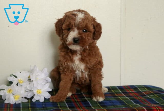 Apricot Mini Poodle puppy with a curly coat and white facial blaze, sitting on a plaid blanket beside white flowers against a neutral backdrop. image