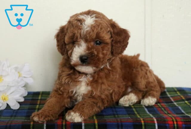 Apricot Mini Poodle puppy with a curly coat and white facial blaze, sitting on a plaid blanket beside white flowers against a neutral backdrop. image