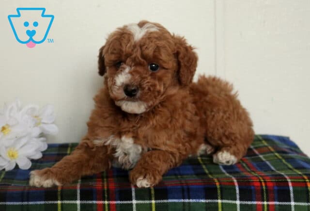 Curly apricot Mini Poodle puppy resting on a plaid blanket with one paw extended, featuring a white blaze on the face and white chest markings next to a small white flower. image