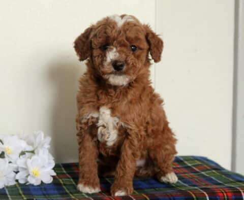 Taz Mini Poodle2