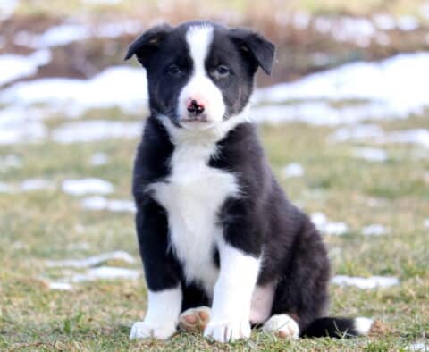 Young black and white Border Collie puppy sitting on winter grass with scattered snow, featuring a wide white chest, white blaze down the face, and a soft pink-spotted nose.