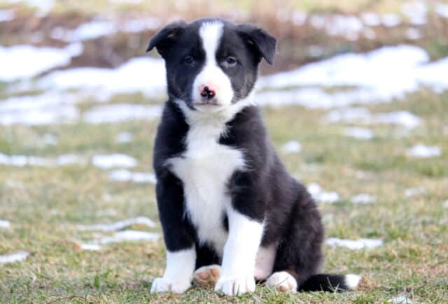 Young black and white Border Collie puppy sitting on winter grass with scattered snow, featuring a wide white chest, white blaze down the face, and a soft pink-spotted nose. image